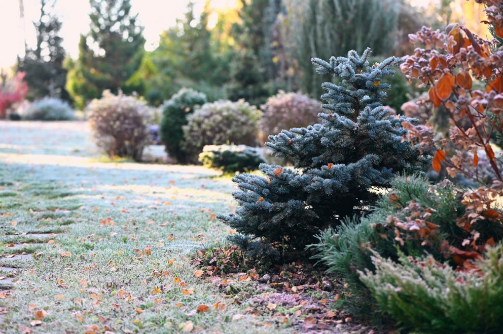Freeze-Resistant Plants and Shrubs